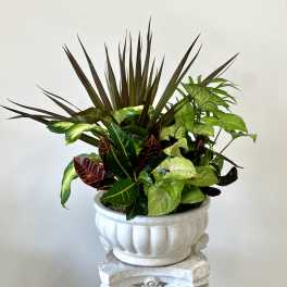 Mixed potted houseplants in a white ceramic planter