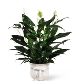 White peace lilies in a white pot with a ribbon