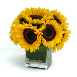 Sunflower smile