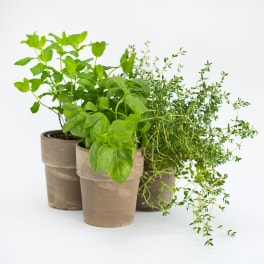 Herb Garden