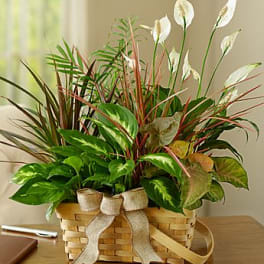 Classic Dish Garden