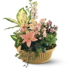 TF196-3 Peach Tribute Garden