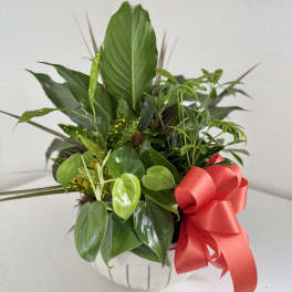 Medium Dish Garden