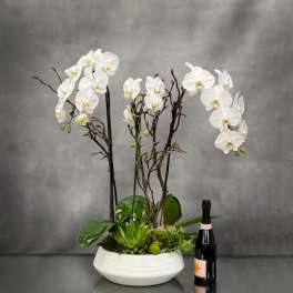 Elegant White Orchids Bowl - Pasadena Florist