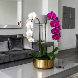White and magenta orchids in a gold planter on a coffee table