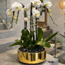White orchids in a gold planter with dark support stakes