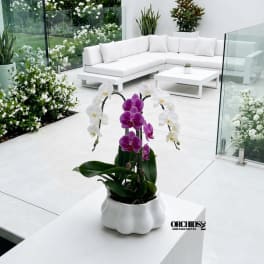 Potted orchid arrangement with white and purple blooms in a white ceramic planter