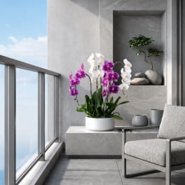 Potted orchids with purple and white blooms in a white planter