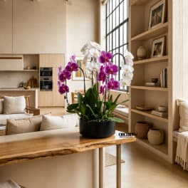 Potted orchid arrangement with white and purple blooms on a table
