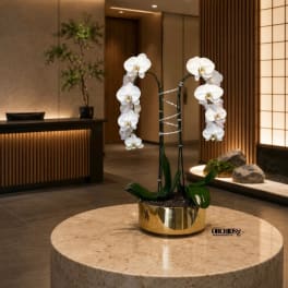 White orchids in a gold pot on a round table