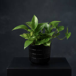Pathos (Container vary)