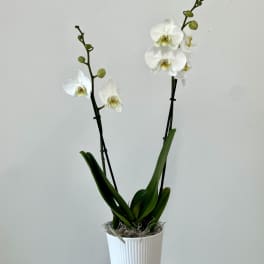 White orchid plant in a ribbed white pot on a decorative pedestal