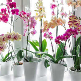 Locally Grown Orchid Plant in Ceramic Pot
