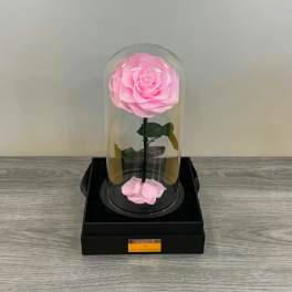 Beauty and the beast Pink