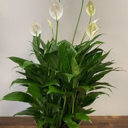 White peace lilies in a metal pot with dense green foliage