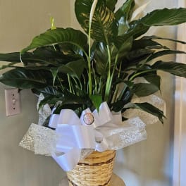 Potted peace lily in a woven basket with a white ribbon