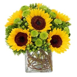 Yellow sunflower arrangement with green button poms in a square glass vase with curly branches.