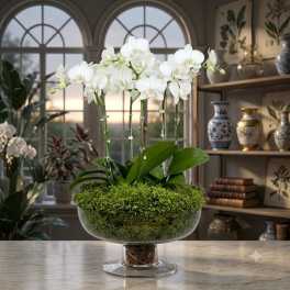 White orchids in a glass bowl planter with moss