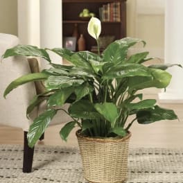 Potted peace lily in a woven basket planter