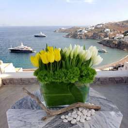 Yellow and white tulips in a glass vase with green filler