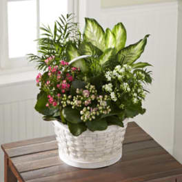 White basket planter with green foliage and small pink and white flowers