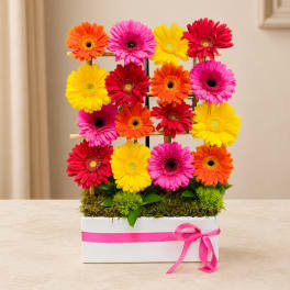 Colorful gerbera daisy arrangement in a white box with a pink ribbon