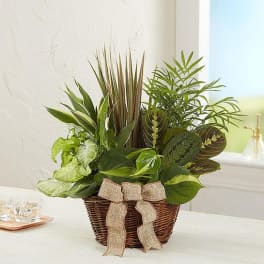 Basket of assorted green houseplants with a burlap bow