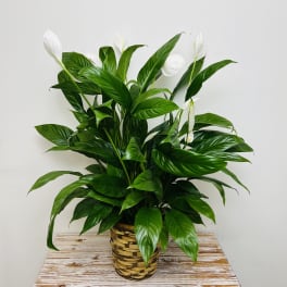 Potted peace lily plant with white blooms in a woven basket