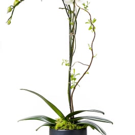 White orchids in a black pot with long arching stems