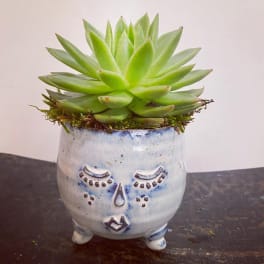 Succulent in a small face-shaped ceramic planter