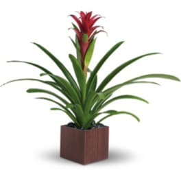 Potted bromeliad plant with red bloom in a square planter