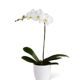 White orchid plant in a white pot