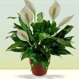 Potted peace lily with white blooms in a terracotta pot