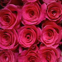 FLOWER MARKET, 25 LARGE ROSES