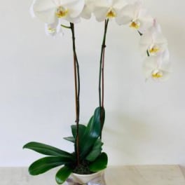 White orchid plant in a pot with a ribbon bow