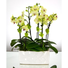 Dainty Mini Yellow Orchids