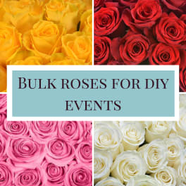 Bulk Roses for DIY