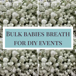 Bulk Babies Breath bunches