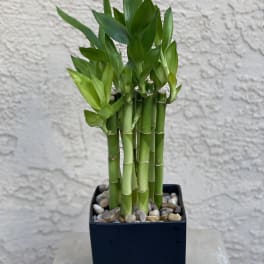Zen