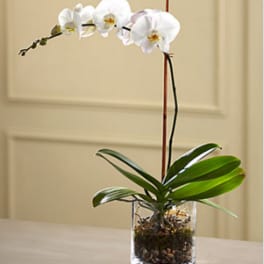 White orchid plant in a clear glass container