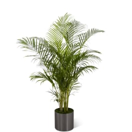 Potted palm plant in a dark cylindrical container