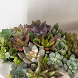 Clustered succulent arrangement in a shallow container with mixed green, purple, and gray rosettes