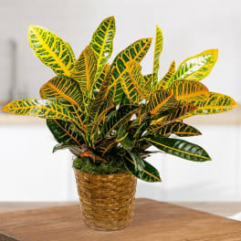 Potted croton plant with yellow and green variegated leaves in a woven basket
