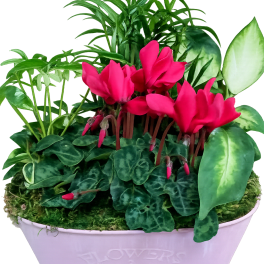 European Dish Garden