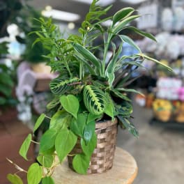 Mixed green houseplant arrangement in a woven basket planter