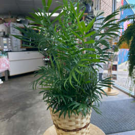 Potted palm plant in a woven basket container