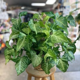 Potted green houseplant with arrow-shaped variegated leaves