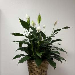 White peace lilies in a woven basket planter