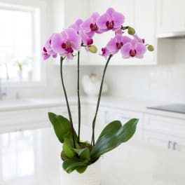 Pink orchids in a white ceramic pot on a kitchen counter