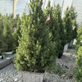Potted evergreen tree in a decorative planter